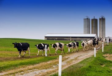 Dairy Revenue Protection
